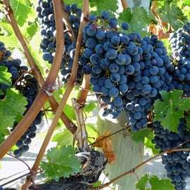 From Catania: Mount Etna Half-Day Tour and Wine Experience