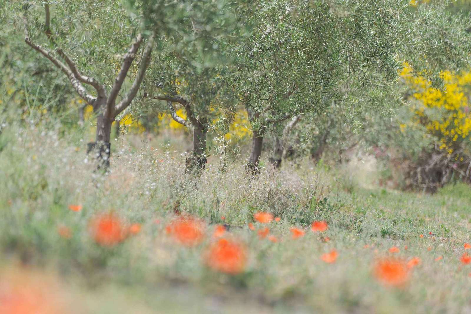 Serafica Top Experience: Vin- och olivoljeprovning