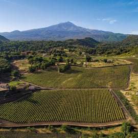 Etna-borkörút busszal Cataniából, két borászattal