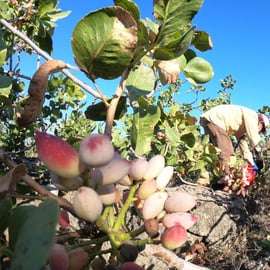 Wycieczka po Pistacchio di Bronte i winach z Etny