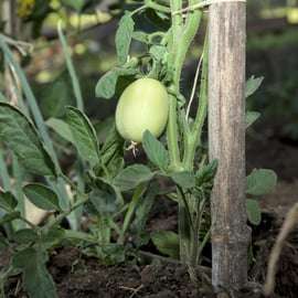 Sicilian Cooking Class in a Professional Kitchen on Mount Etna with an Organic Vegetable Garden