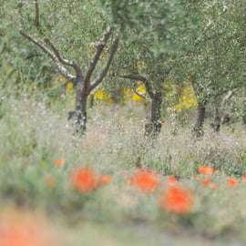 Serafica Top Experience: Vin- och olivoljeprovning