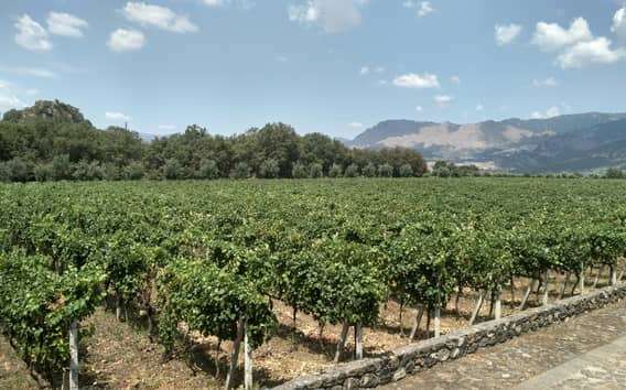 Etna: Vinprovning och matupplevelse