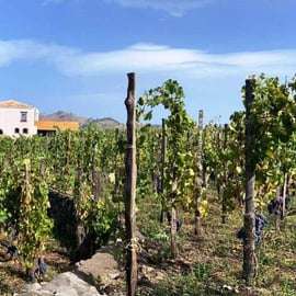 Etna: Degustacja wina i wycieczka kulinarna