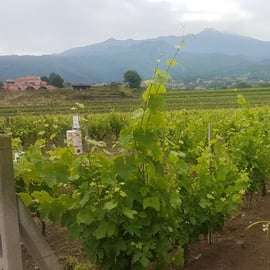 Etna-tour met wijnproeverij, lavagrot en lunch in een cantina