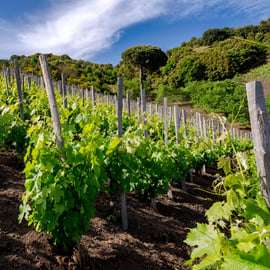 Serafica Top Experience: Vin- och olivoljeprovning