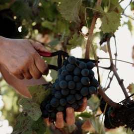 Etna: Prohlídka vinařství a degustace