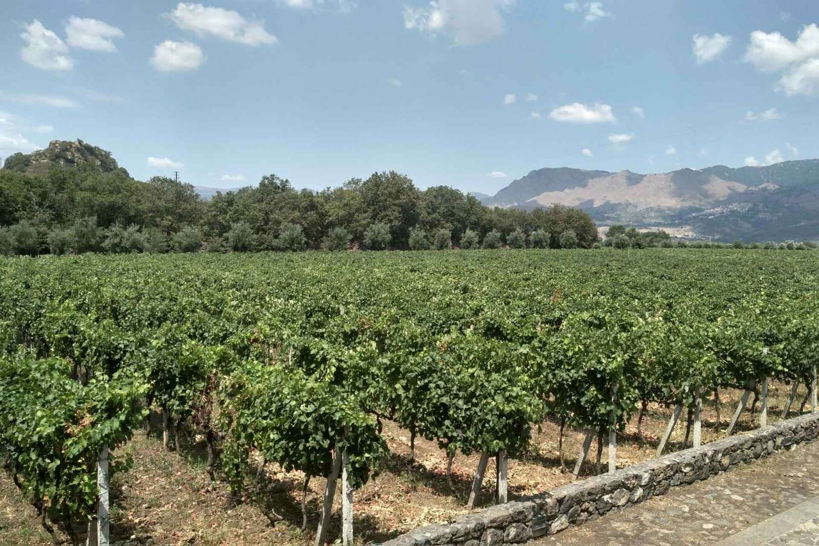 Etna: Degustacja wina i wycieczka kulinarna