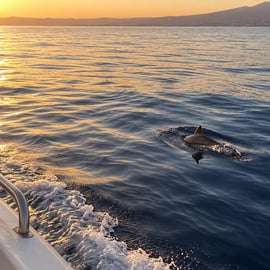 Aci Trezza: 2-stündige Delfinbeobachtungs-Bootsfahrt bei Sonnenuntergang