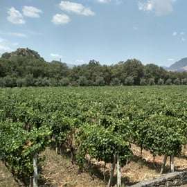 Etna: Degustacja wina i wycieczka kulinarna