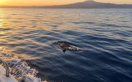 Aci Trezza: crucero de 2 horas para avistamiento de delfines al atardecer