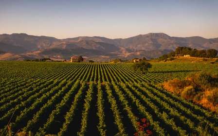 Tour por el Etna con cata de vinos, almuerzo y cueva