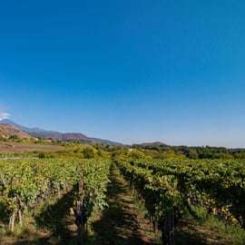 Visita in cantina con degustazione sull'Etna, tra lava e vigneti