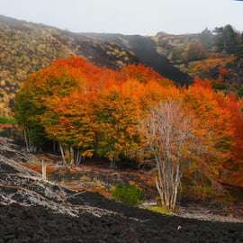 Túra az Etna északi oldalán a 2002-es kráterekhez